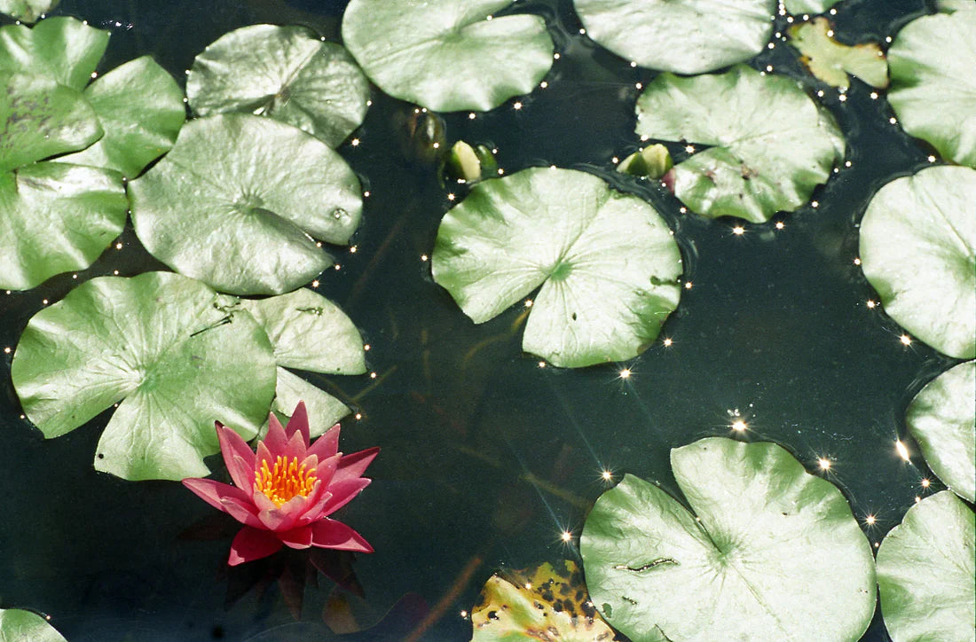Captureel Lumical 35mm colour film 36 exposures (250D)