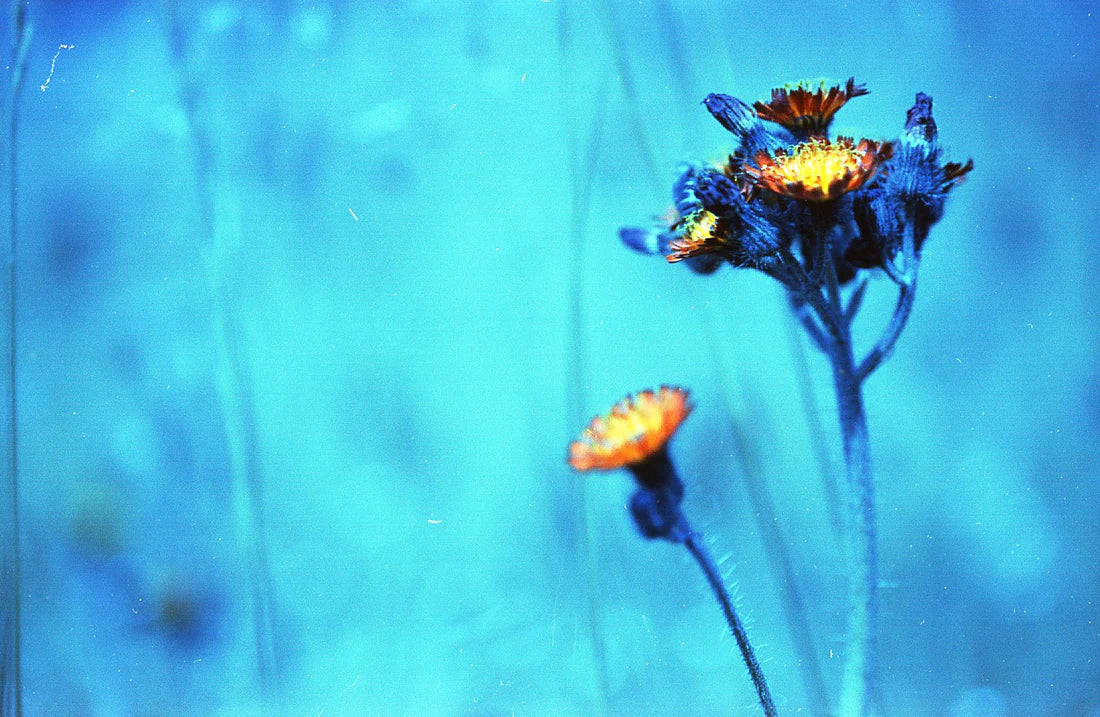 Captureel Skycast 35mm colour film 36 exposures (2383)