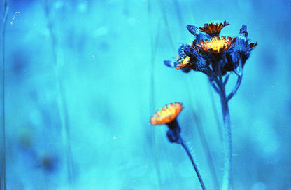Captureel Skycast 35mm colour film 36 exposures (2383)