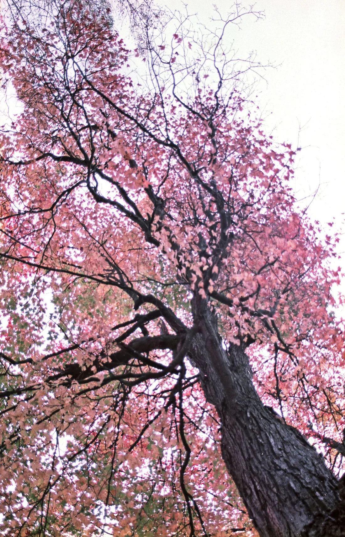 Captureel Whimsiant (2242) 35mm colour film