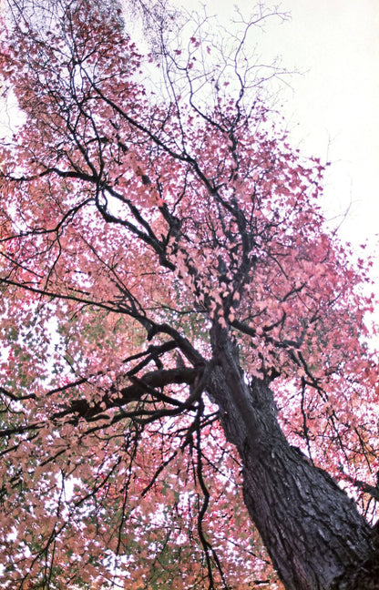 Captureel Whimsiant (2242) 35mm colour film